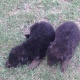 german-shepherd-pups-f-m-for-sale-german-shepherd-lahore-2