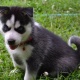sweet-siberian-husky-puppies-other-adenzai