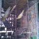 best-breading-of-coctial-in-karachi-cockatiel-parrots-karachi