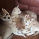 kc-reg-siberian-husky-no-blue-eyes-4-left-to-book-shih-tzu-alipur-chatta-4
