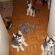 3-siberian-husky-puppes-for-free-adoption-other-lahore