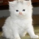 pure-persian-breed-female-kitten-cute-and-innocent-persian-cats-karachi-1