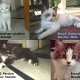 four-kittens-available-for-adoption-persian-cats-lahore