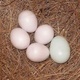 buy-parrots-and-fertile-candle-tested-parrot-eggs-at-covenant-parrot-place-african-grey-parrot-bahrain