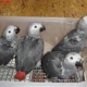 hand-reared-african-grey-babies-ready-for-sale-african-grey-parrot-abadi-jalalpur-pirwala
