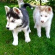 calm-siberian-husky-puppies-other-abdul-hakim