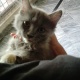2-persian-kittens-for-sale-persian-cats-islamabad-3