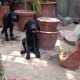 2-female-labrador-for-sale-labrador-retriever-gujrat-7
