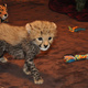 young-exotics-pets-for-sale-cheetah-lion-tiger-leopard-cubs-etc-bengal-islamabad-2