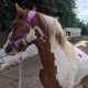 beautiful-red-and-white-4year-old-14-3hh-gelding-for-sale-other-chaklala