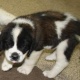 sweet-male-and-female-saint-bernard-puppies-for-loving-family-other-attock