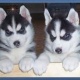 siberian-husky-puppies-available-other-abbas-nagar