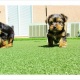 affectionate-teacup-yorkie-puppies-for-sale-yorkshire-terrier-ahmadpur