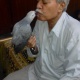grey-congo-parrot-african-grey-parrot-karachi-4