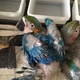 buy-parrots-parrot-eggs-and-feathers-macaws-rawalpindi