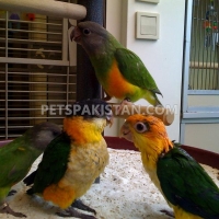 a-pair-of-talking-african-grey-parrots-whatsapp-12486625079-african-grey-parrot-badhber-4