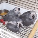 trained-talking-african-grey-parrots-african-grey-parrot-bagan