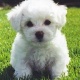akc-awesome-bichon-frise-rottweiler-akora-khattak