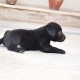 black-labrador-retriever-puppy-male-afghan-hound-lahore-cant