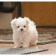 adorable-home-trained-maltese-puppies-maltese-arif-wala
