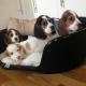 pedigree-beagle-puppies-beagles-abbas-nagar