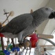 talkative-african-grey-parrots-african-grey-parrot-islamabad