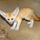 fennec-fox-for-addoption-other-rawalpindi-cantt