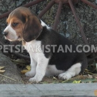 stunning-beagle-puppies-beagles-ali-pur