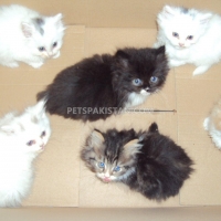 persian-brother-and-sister-available-persian-cats-taxila-cantt-2
