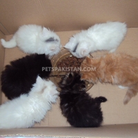 cute-persian-kittens-currently-available-persian-cats-abbottabad-2