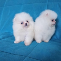 two-awesome-t-cup-pomeranian-puppies-pomeranian-alipur-chatta-2