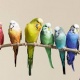 australian-parrots-for-sail-australian-budgies-dunyapur-2