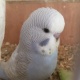 budgies-for-sale-other-usta-mohammad