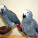 congo-african-grey-parrots-african-grey-parrot-abbasia