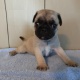 adorable-male-and-female-pure-breed-pug-puppies-pug-ahmadpur-3