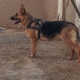 black-german-shepherd-dog-for-sale-serious-buyer-only-contact-me-german-shepherd-quetta-6