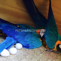 australian-parrots-pigeons-parakeet-australian-budgies-sinjhoro-4