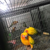 suncnore-breeder-pairs-sun-conure-rawalpindi-3