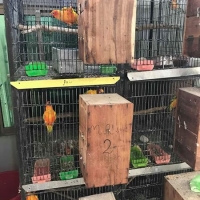 suncnore-breeder-pairs-sun-conure-rawalpindi-4
