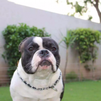 american-bully-dog-available-for-sale-bully-dog-lahore