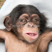 adorable-cheetah-cubs-lion-cubs-tiger-cubs-for-sale-whatsapp-17193579832-elephant-islamabad-3