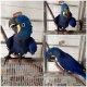 all-parrots-and-eggs-for-sale-macaws-abadi-jalalpur-pirwala
