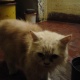 my-persian-light-white-and-golden-longhairy-sale-in-cheap-persian-cats-karachi