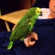 parrot-for-sale-african-grey-parrot-bahrain