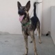 belgiun-malinious-belgian-shepherd-karachi-2