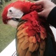 macaw-other-abadi-jalalpur-pirwala