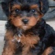 fine-yorkie-puppies-puppies-for-adoption-yorkshire-terrier-adenzai