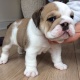 bulldog-puppy-has-top-quality-champion-bloodlines-ch-who-dares-wins-british-rose-other-barkhan