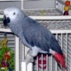 parrot-for-adoption-african-grey-parrot-awaran