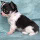 beautiful-teacup-chihuahua-vaccinations-papers-and-accessories-other-ahmadpur